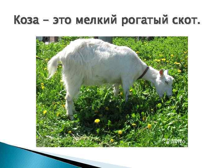 Коза - это мелкий рогатый скот. 