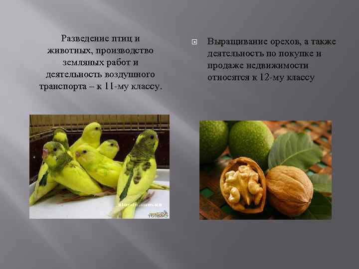  Разведение птиц и   Выращивание орехов, а также  животных, производство 