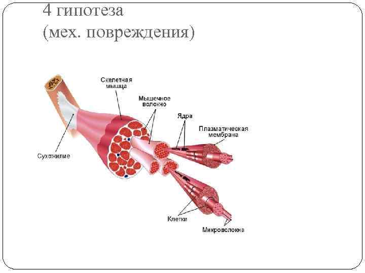 4 гипотеза (мех. повреждения) 4 гипотеза (мех. повреждения)