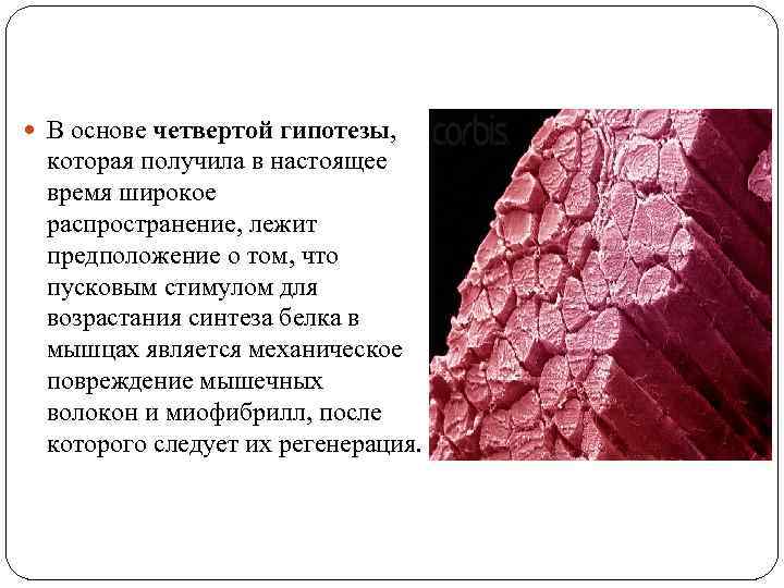 В основе четвертой гипотезы, которая получила в настоящее время широкое В основе четвертой гипотезы, которая получила в настоящее время широкое