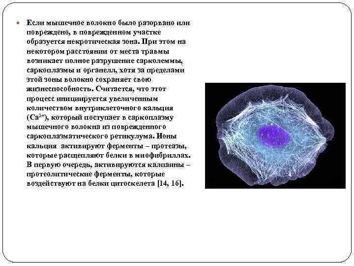 Если мышечное волокно было разорвано или повреждено, в поврежденном участке образуется Если мышечное волокно было разорвано или повреждено, в поврежденном участке образуется