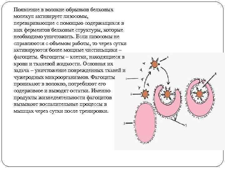 Появление в волокне обрывков белковых молекул активирует лизосомы, переваривающие с помощью содержащихся в Появление в волокне обрывков белковых молекул активирует лизосомы, переваривающие с помощью содержащихся в