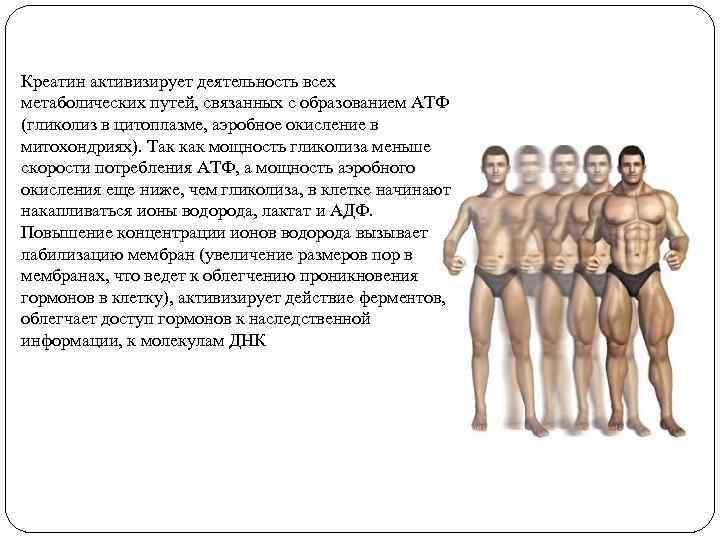 Креатин активизирует деятельность всех метаболических путей, связанных с образованием АТФ (гликолиз в цитоплазме, аэробное Креатин активизирует деятельность всех метаболических путей, связанных с образованием АТФ (гликолиз в цитоплазме, аэробное