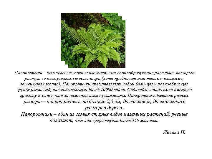 Папоротники – это зеленые, покрытые листьями спорообразующие растения, которые растут во всех уголках земного