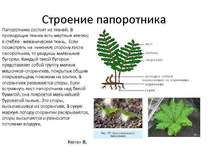      Строение папоротника Папоротники состоят из тканей. В проводящих тканях