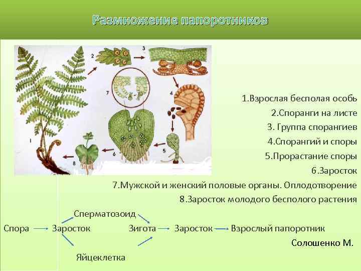       Размножение папоротников      