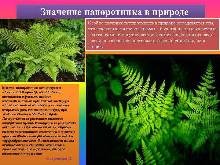     Значение папоротника в природе    Особое значение папоротников
