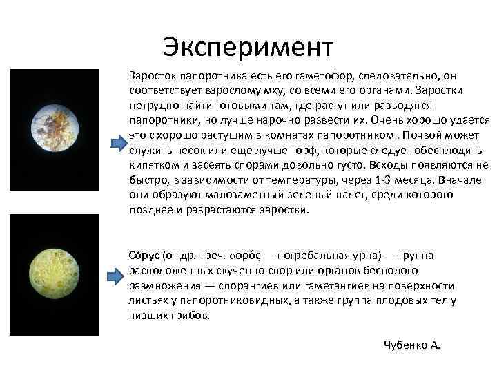   Эксперимент Заросток папоротника есть его гаметофор, следовательно, он соответствует взрослому мху, со