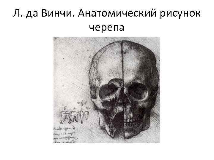 Л. да Винчи. Анатомический рисунок    черепа 