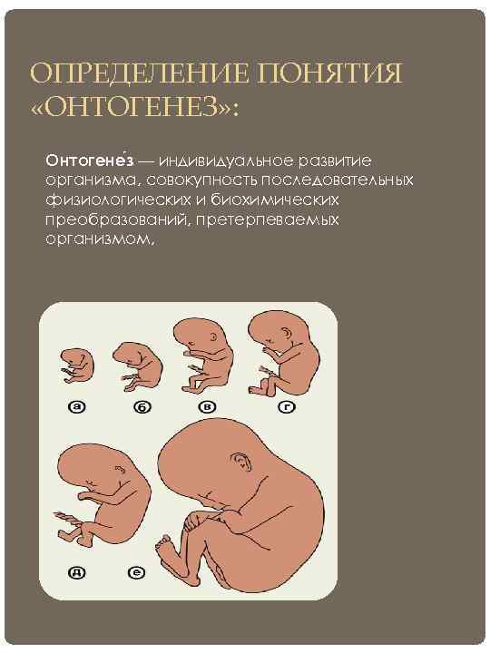 ОПРЕДЕЛЕНИЕ ПОНЯТИЯ «ОНТОГЕНЕЗ» : Онтогене з — индивидуальное развитие организма, совокупность последовательных физиологических и