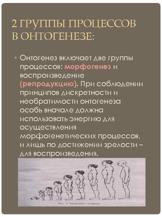 2 ГРУППЫ ПРОЦЕССОВ В ОНТОГЕНЕЗЕ:  • Онтогенез включает две группы  процессов: морфогенез