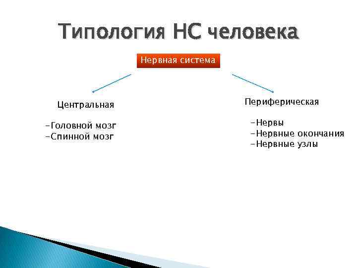 Найдите соответствие тип нервной системы. Типы нервной системы человека. Какие бывают типы нервной системы. Типы нервов человека. Типология людей по типу нервной системы.