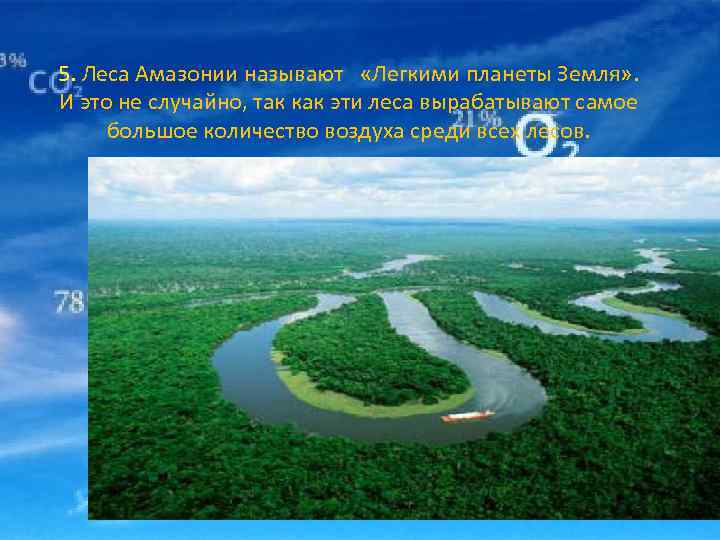 5. Леса Амазонии называют  «Легкими планеты Земля» .  И это не случайно,