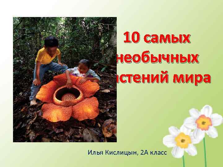   10 самых  необычных растений мира  Илья Кислицын, 2 А класс