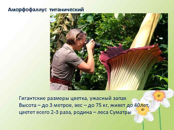 Аморфофаллус титанический  Гигантские размеры цветка, ужасный запах Высота – до 3 метров, вес