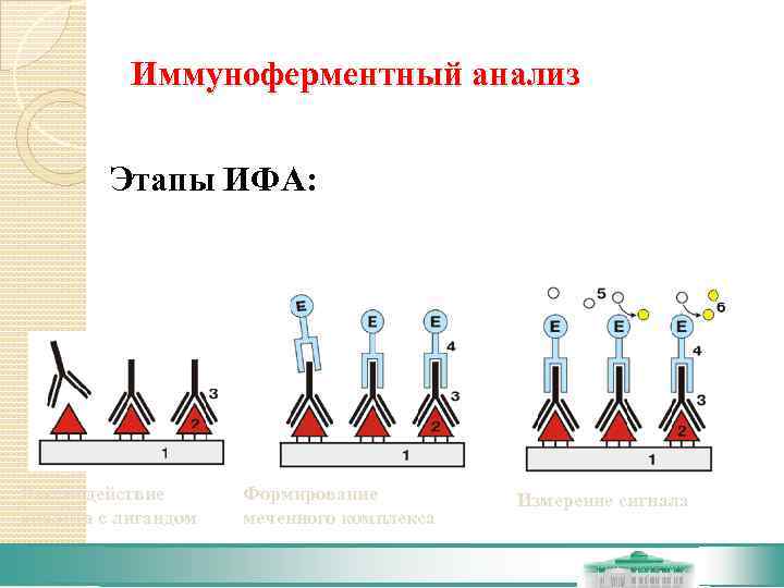 Схема постановки реакции ифа