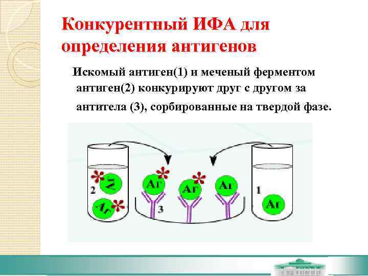Конкурентный ИФА для определения антигенов Искомый антиген(1) и меченый ферментом  антиген(2) конкурируют друг