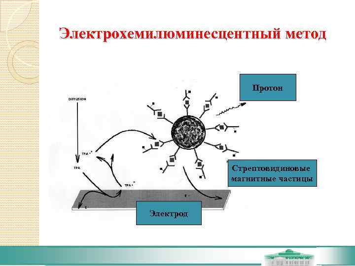 Электромагнитные частицы. Хемилюминесцентный метод анализа. Электрохемилюминесцентный метод. Иммунохемилюминесцентный метод исследования. Электрохемилюминесцентный иммуноанализ.