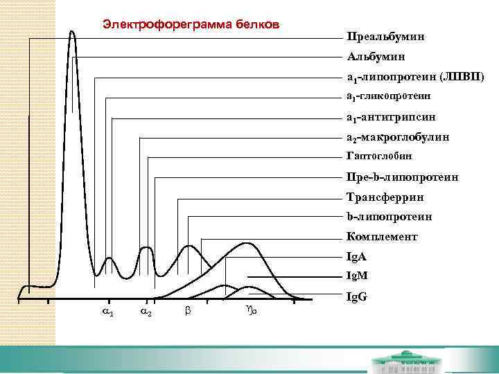 Электрофореграмма белков      Преальбумин      Альбумин