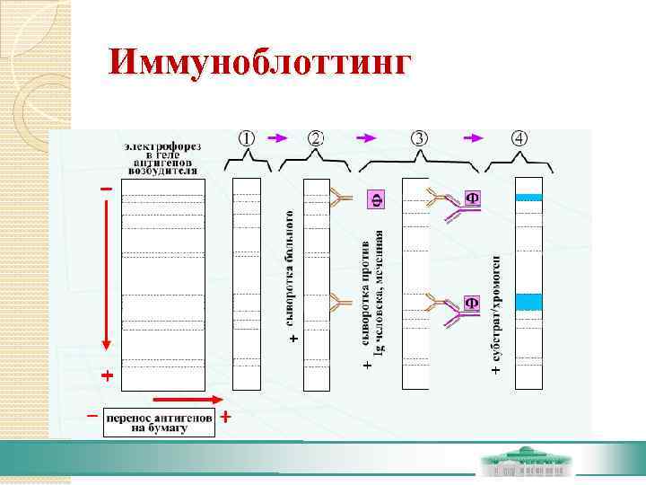 Иммуноблоттинг. Иммуноблоттинг микробиология схема. Механизм реакции иммуноблоттинга.