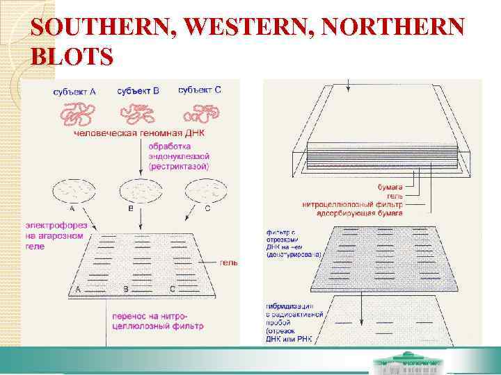 SOUTHERN, WESTERN, NORTHERN BLOTS 