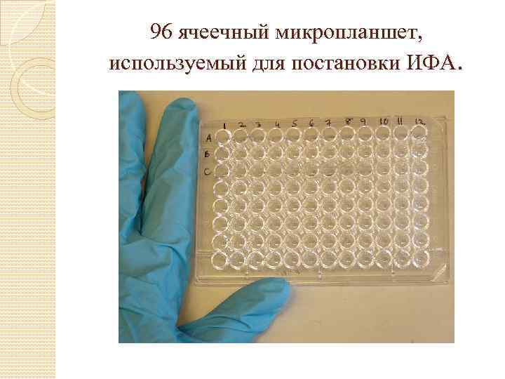   96 ячеечный микропланшет, используемый для постановки ИФА. 