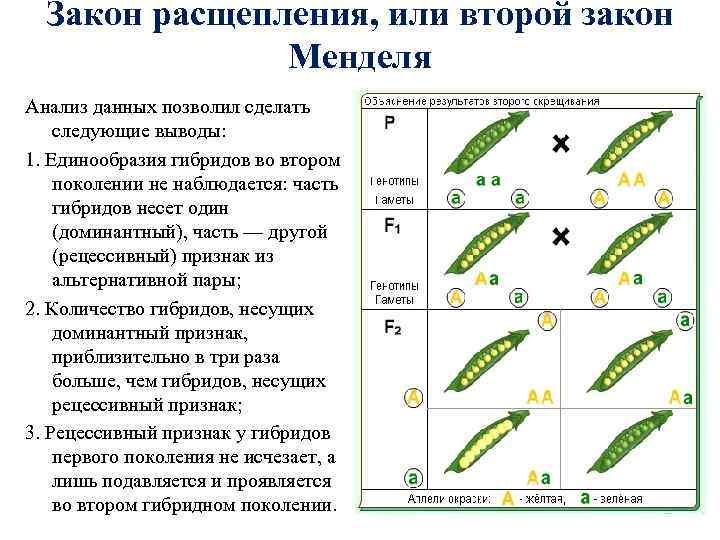 Законы генетики презентация