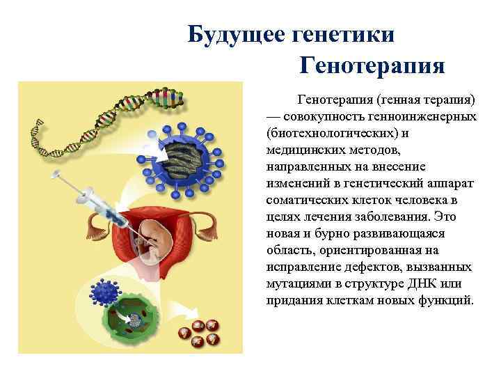    Будущее генетики     Генотерапия (генная терапия)  