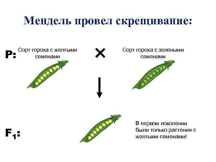 При скрещивании гороха желтыми семенами