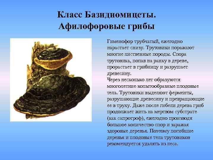 Класс Базидиомицеты. Афилофоровые грибы  Гименофор трубчатый, ежегодно  нарастает снизу. Трутовики поражают 