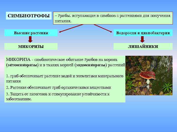 СИМБИОТРОФЫ   – грибы. вступающие в симбиоз с растениями для получения  