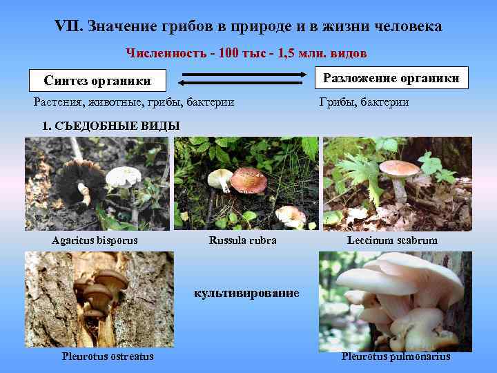   VII. Значение грибов в природе и в жизни человека   