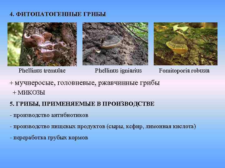 4. ФИТОПАТОГЕННЫЕ ГРИБЫ  Phellinus tremulae    Phellinus igniarius  Fomitoporia robusta