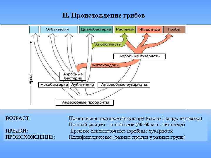     II. Происхождение грибов ВОЗРАСТ:   Появились в протерозойскую эру