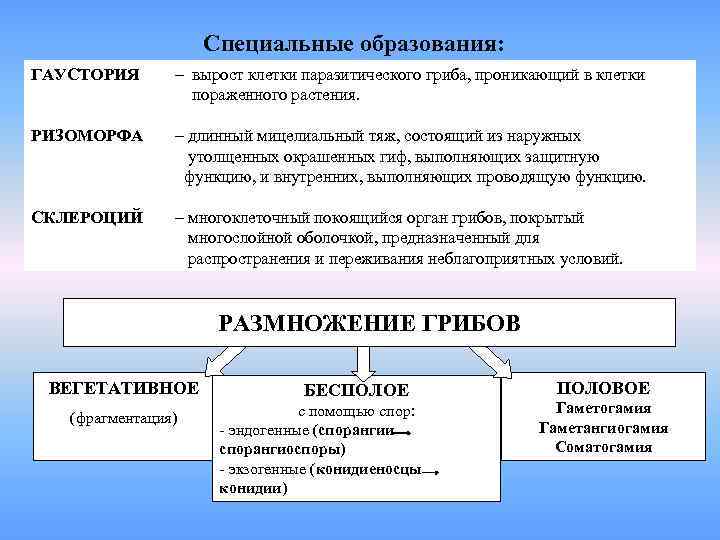      Специальные образования: ГАУСТОРИЯ  – вырост клетки паразитического гриба,
