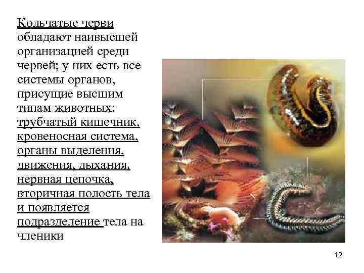 Кольчатые черви обладают наивысшей организацией среди червей; у них есть все системы органов, присущие Кольчатые черви обладают наивысшей организацией среди червей; у них есть все системы органов, присущие