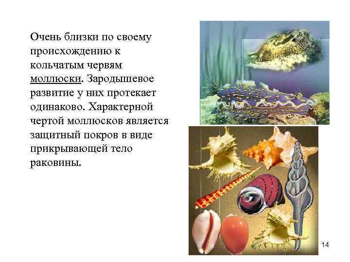 Очень близки по своему происхождению к кольчатым червям моллюски. Зародышевое развитие у них протекает Очень близки по своему происхождению к кольчатым червям моллюски. Зародышевое развитие у них протекает