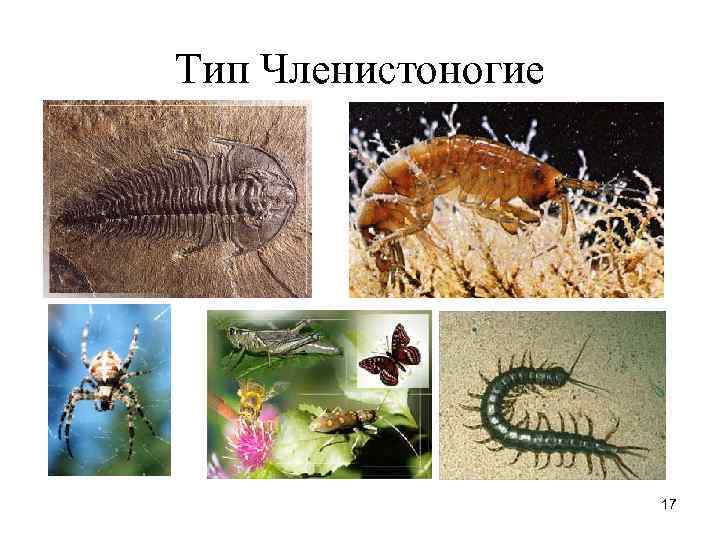 Тип Членистоногие 17 Тип Членистоногие 17