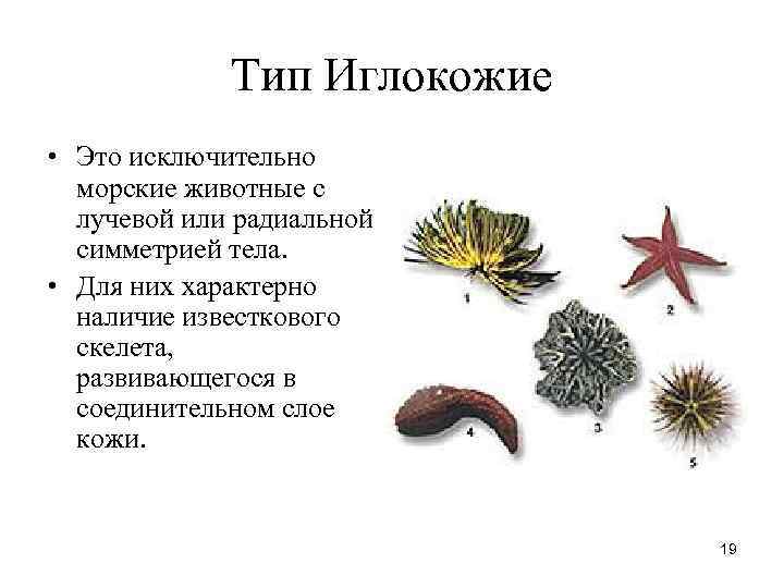 Тип Иглокожие • Это исключительно морские животные с лучевой Тип Иглокожие • Это исключительно морские животные с лучевой