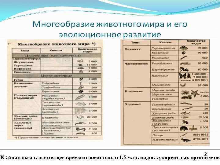 2 К животным в настоящее время относят 2 К животным в настоящее время относят