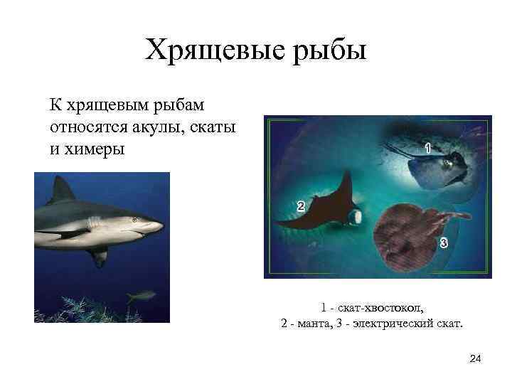 Хрящевые рыбы К хрящевым рыбам относятся акулы, скаты и химеры Хрящевые рыбы К хрящевым рыбам относятся акулы, скаты и химеры