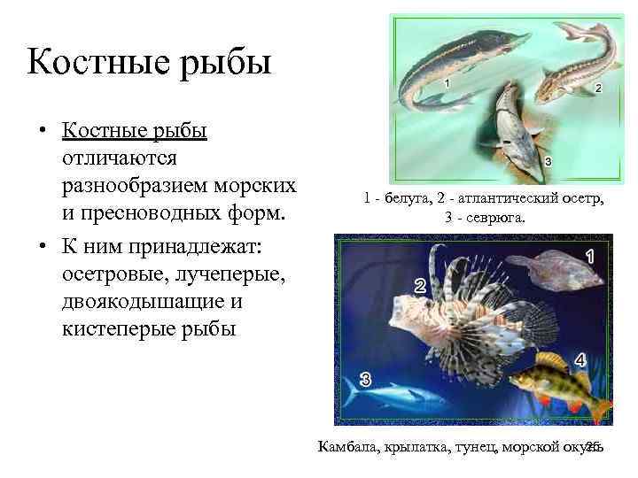 Стадии развития костной рыбы