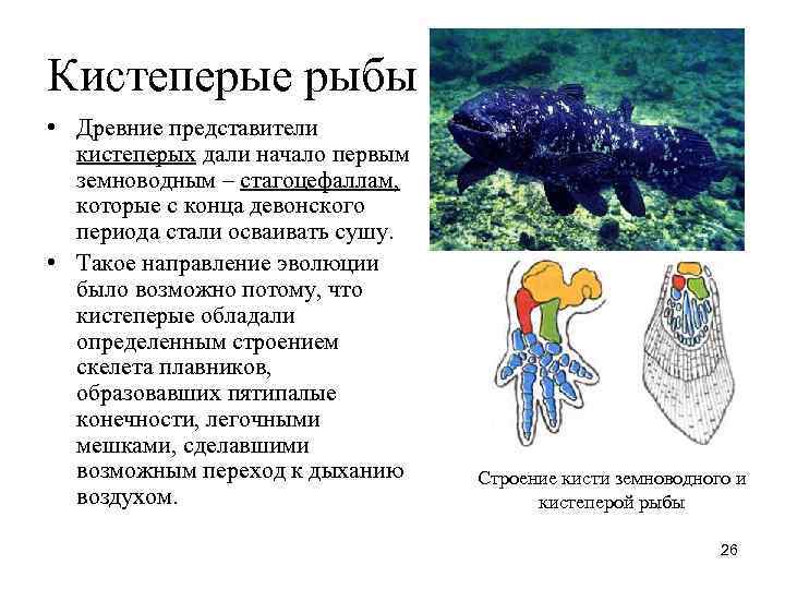 Обоснуйте эволюционное значение кистеперых. Кистеперые рыбы дали начало. Кистеперые рыбы строение плавника. Строение плавника кистеперой рыбы. Кистеперые представители.