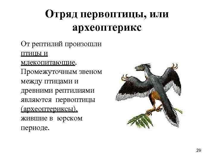 Отряд первоптицы, или археоптерикс От рептилий произошли птицы и млекопитающие. Промежуточным звеном Отряд первоптицы, или археоптерикс От рептилий произошли птицы и млекопитающие. Промежуточным звеном