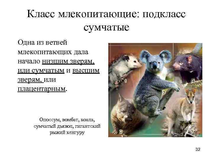 Класс млекопитающие: подкласс сумчатые Одна из ветвей млекопитающих дала начало низшим Класс млекопитающие: подкласс сумчатые Одна из ветвей млекопитающих дала начало низшим