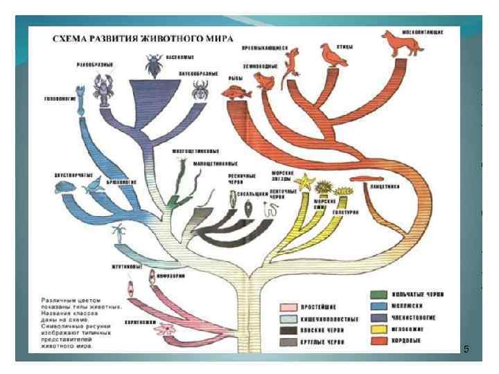Картинка эволюция животных