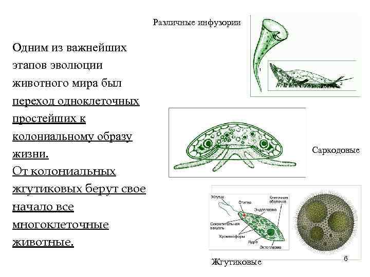 Различные инфузории Одним из важнейших этапов эволюции животного мира был Различные инфузории Одним из важнейших этапов эволюции животного мира был