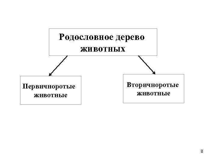 Родословное дерево животных Первичноротые Вторичноротые Родословное дерево животных Первичноротые Вторичноротые