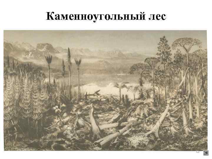 Каменноугольный лес      12 