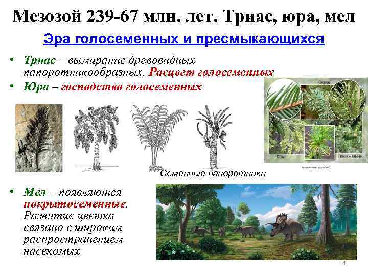 Предками голосеменных растений были семенные папоротники